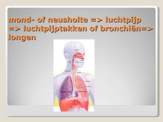mond- of neusholte => luchtpijp  => luchtpijptakken of bronchiën=> longen 