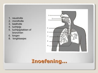 Inoefening... neusholte mondholte keelholte luchtpijp luchtpijptakken of bronchïen longen 8.  longblaasjes 