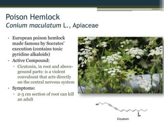 Poison Hemlock
Conium maculatum L., Apiaceae
• European poison hemlock
made famous by Socrates’
execution (contains toxic
pyridine alkaloids)
• Active Compound:
▫ Cicutoxin, in root and above-
ground parts: is a violent
convulsant that acts directly
on the central nervous system
• Symptoms:
▫ 2-3 cm section of root can kill
an adult
 