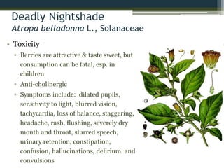 Deadly Nightshade
Atropa belladonna L., Solanaceae
• Toxicity
▫ Berries are attractive & taste sweet, but
consumption can be fatal, esp. in
children
▫ Anti-cholinergic
▫ Symptoms include: dilated pupils,
sensitivity to light, blurred vision,
tachycardia, loss of balance, staggering,
headache, rash, flushing, severely dry
mouth and throat, slurred speech,
urinary retention, constipation,
confusion, hallucinations, delirium, and
convulsions
 