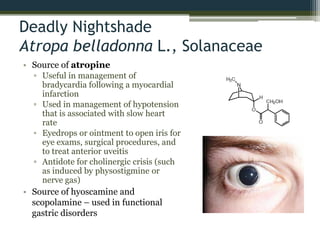 Deadly Nightshade
Atropa belladonna L., Solanaceae
• Source of atropine
▫ Useful in management of
bradycardia following a myocardial
infarction
▫ Used in management of hypotension
that is associated with slow heart
rate
▫ Eyedrops or ointment to open iris for
eye exams, surgical procedures, and
to treat anterior uveitis
▫ Antidote for cholinergic crisis (such
as induced by physostigmine or
nerve gas)
• Source of hyoscamine and
scopolamine – used in functional
gastric disorders
 