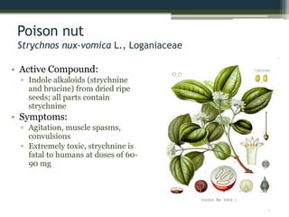 Poison nut
Strychnos nux-vomica L., Loganiaceae
• Active Compound:
▫ Indole alkaloids (strychnine
and brucine) from dried ripe
seeds; all parts contain
strychnine
• Symptoms:
▫ Agitation, muscle spasms,
convulsions
▫ Extremely toxic, strychnine is
fatal to humans at doses of 60-
90 mg
 