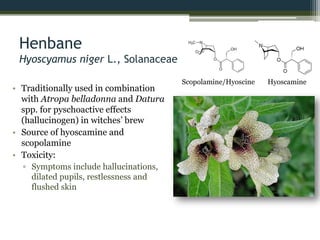 Henbane
Hyoscyamus niger L., Solanaceae
• Traditionally used in combination
with Atropa belladonna and Datura
spp. for pyschoactive effects
(hallucinogen) in witches’ brew
• Source of hyoscamine and
scopolamine
• Toxicity:
▫ Symptoms include hallucinations,
dilated pupils, restlessness and
flushed skin
Scopolamine/Hyoscine Hyoscamine
 