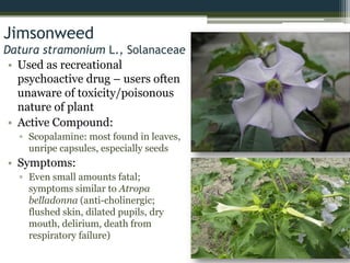 Jimsonweed
Datura stramonium L., Solanaceae
• Used as recreational
psychoactive drug – users often
unaware of toxicity/poisonous
nature of plant
• Active Compound:
▫ Scopalamine: most found in leaves,
unripe capsules, especially seeds
• Symptoms:
▫ Even small amounts fatal;
symptoms similar to Atropa
belladonna (anti-cholinergic;
flushed skin, dilated pupils, dry
mouth, delirium, death from
respiratory failure)
 