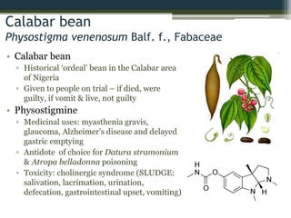 Calabar bean
Physostigma venenosum Balf. f., Fabaceae
• Calabar bean
▫ Historical ‘ordeal’ bean in the Calabar area
of Nigeria
▫ Given to people on trial – if died, were
guilty, if vomit & live, not guilty
• Physostigmine
▫ Medicinal uses: myasthenia gravis,
glaucoma, Alzheimer's disease and delayed
gastric emptying
▫ Antidote of choice for Datura stramonium
& Atropa belladonna poisoning
▫ Toxicity: cholinergic syndrome (SLUDGE:
salivation, lacrimation, urination,
defecation, gastrointestinal upset, vomiting)
 