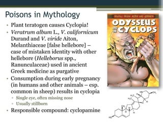 Poisons in Mythology
• Plant teratogen causes Cyclopia!
• Veratrum album L., V. californicum
Durand and V. viride Aiton,
Melanthiaceae [false hellebore] –
case of mistaken identity with other
hellebore (Helleborus spp.,
Ranunculaceae) used in ancient
Greek medicine as purgative
• Consumption during early pregnancy
(in humans and other animals – esp.
common in sheep) results in cyclopia
▫ Single eye, often missing nose
▫ Usually stillborn
• Responsible compound: cyclopamine
 