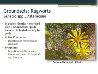 Groundsels; Ragworts
Senecio spp., Asteraceae
• Mistaken identity – confused
with a Gnaphalium spp.&
included in herbal remedy for
colds
• Active Compound:
▫ Hepatotoxic pyrrolizidine
alkaloids
• Symptoms:
▫ Ingestion results in acute
illness and death in livestock
and humans
Senecio flaccidus L. (Hook)
 
