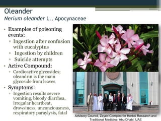 Oleander
Nerium oleander L., Apocynaceae
• Examples of poisoning
events:
▫ Ingestion after confusion
with eucalyptus
▫ Ingestion by children
▫ Suicide attempts
• Active Compound:
▫ Cardioactive glycosides;
oleandrin is the main
glycoside from leaves
• Symptoms:
▫ Ingestion results severe
vomiting, bloody diarrhea,
irregular heartbeat,
drowsiness, unconciousness,
respiratory paraylysis, fatal
Advisory Council, Zayed Complex for Herbal Research and
Traditional Medicine, Abu Dhabi, UAE
 