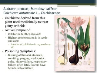 Autumn crocus; Meadow saffron
Colchicum autumnale L., Colchicaceae
• Colchicine derived from this
plant used medicinally to treat
gouty arthritis
• Active Compound:
▫ Colchicine & other alkaloids
▫ Highest concentration is in seeds
and corm
 Amount of colchicine in 2-3 seeds can
kill
• Poisoning Symptoms:
▫ Burning of throat & stomach,
vomiting, purging, weak-quick
pulse, kidney failure, respiratory
failure, often fatal, flowers have
been fatal to children
 