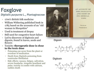 Foxglove
Digitalis purpurea L., Plantaginaceae
• 1700’s British folk medicine
• William Withering published book in
1785 based on the accounts of an “old
woman in Shropshire”
• Used in treatment of dropsy
• Still used for congestive heart failure
• Led to discovery of digitoxin and
digoxin, found in leaves, seeds and
flowers
• Toxicity: therapeutic dose is close
to the toxic dose
▫ Poisoning can occur from the plant or
overdose of medication
▫ Death from Digitalis poisoning from
ventricular fibrillation
▫ Side effects: nausea, fatigue, salivation,
severe headache, irregular heartbeat and
pulse, toxicity in combo with calcium,
sudden death
Digitoxin
Digoxin
 