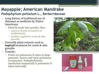 Mayapple; American Mandrake
Podophyllum peltatum L., Berberidaceae
• Long history of traditional use of
rhizomes as medicine by Native
Americans
▫ Dried & made into powder, then
 eaten or drunk as laxative or
antihelmintic
 poultice applied to warts & skin
growths
• Currently plant extracts used as
topical treatment for warts & skin
growths
• Toxicity:
▫ Fruits are poisonous if eaten in large
amounts. Leaves and roots poisonous
if consumed. Podophyllotoxin
(medicinal compound) is poisonous if
taken internally.
 