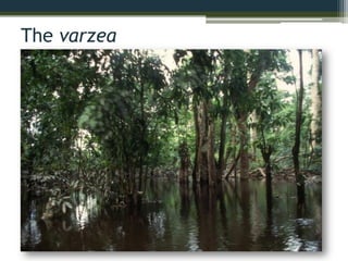 The varzea
 