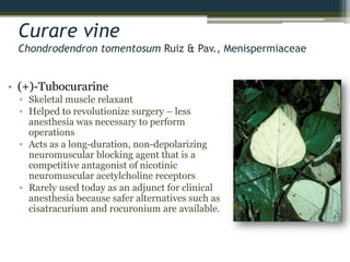 Curare vine
Chondrodendron tomentosum Ruiz & Pav., Menispermiaceae
• (+)-Tubocurarine
▫ Skeletal muscle relaxant
▫ Helped to revolutionize surgery – less
anesthesia was necessary to perform
operations
▫ Acts as a long-duration, non-depolarizing
neuromuscular blocking agent that is a
competitive antagonist of nicotinic
neuromuscular acetylcholine receptors
▫ Rarely used today as an adjunct for clinical
anesthesia because safer alternatives such as
cisatracurium and rocuronium are available.
 