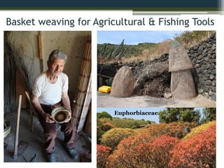 Basket weaving for Agricultural & Fishing Tools
Euphorbiaceae
 