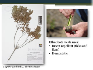 Daphne gnidium L., Thymelaeaceae
Ethnobotanicals uses:
• Insect repellent (ticks and
fleas)
• Hemostatic
 