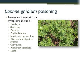 Daphne gnidium poisoning
• Leaves are the most toxic
• Symptoms include:
▫ Headache
▫ Shivering
▫ Paleness
▫ Pupil dilatation
▫ Mouth and lips swelling
▫ Diarrhea and digestive
spasms
▫ Convulsion
▫ Pulmonary disorders
▫ Death
 