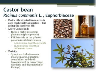 Castor bean
Ricinus communis L., Euphorbiaceae
• Castor oil extracted from seeds is
used medicinally as laxative – but
eating the seeds can kill
• Active Compound:
▫ Ricin: a highly poisonous
phytotoxin (plant protein)
▫ FBI lists ricin as the 3rd most
poisonous substance known
 3,000 x more toxic than cyanide
 12,000 x more toxic than
rattlesnake venom
• Toxicity:
▫ Symptoms include nausea,
muscle spasms, purgation,
convulsions, and death
(accompanied by hemorrhage,
GI edema and degeneration of
kidneys)
 