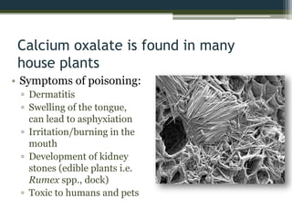 Calcium oxalate is found in many
house plants
• Symptoms of poisoning:
▫ Dermatitis
▫ Swelling of the tongue,
can lead to asphyxiation
▫ Irritation/burning in the
mouth
▫ Development of kidney
stones (edible plants i.e.
Rumex spp., dock)
▫ Toxic to humans and pets
 
