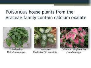 Poisonous house plants from the
Araceae family contain calcium oxalate
Philodendron
Philodendron spp.
Dumbcane
Dieffenbachia maculata
Caladium; Elephant Ear
Caladium spp.
 