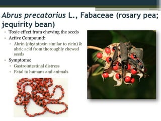 Abrus precatorius L., Fabaceae (rosary pea;
jequirity bean)
• Toxic effect from chewing the seeds
• Active Compound:
▫ Abrin (phytotoxin similar to ricin) &
abric acid from thoroughly chewed
seeds
• Symptoms:
▫ Gastrointestinal distress
▫ Fatal to humans and animals
 