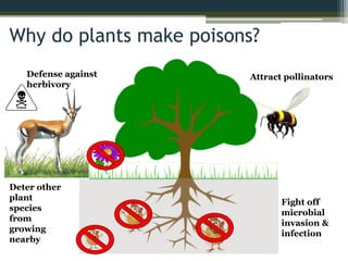 Deter other
plant
species
from
growing
nearby
Fight off
microbial
invasion &
infection
Attract pollinatorsDefense against
herbivory
Why do plants make poisons?
 