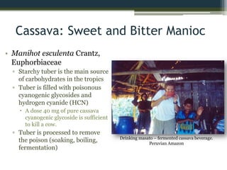 Cassava: Sweet and Bitter Manioc
• Manihot esculenta Crantz,
Euphorbiaceae
▫ Starchy tuber is the main source
of carbohydrates in the tropics
▫ Tuber is filled with poisonous
cyanogenic glycosides and
hydrogen cyanide (HCN)
 A dose 40 mg of pure cassava
cyanogenic glycoside is sufficient
to kill a cow.
▫ Tuber is processed to remove
the poison (soaking, boiling,
fermentation)
Drinking masato – fermented cassava beverage.
Peruvian Amazon
 