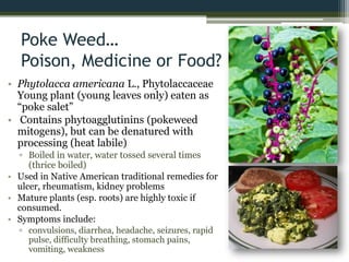 Poke Weed…
Poison, Medicine or Food?
• Phytolacca americana L., Phytolaccaceae
Young plant (young leaves only) eaten as
“poke salet”
• Contains phytoagglutinins (pokeweed
mitogens), but can be denatured with
processing (heat labile)
▫ Boiled in water, water tossed several times
(thrice boiled)
• Used in Native American traditional remedies for
ulcer, rheumatism, kidney problems
• Mature plants (esp. roots) are highly toxic if
consumed.
• Symptoms include:
▫ convulsions, diarrhea, headache, seizures, rapid
pulse, difficulty breathing, stomach pains,
vomiting, weakness
 