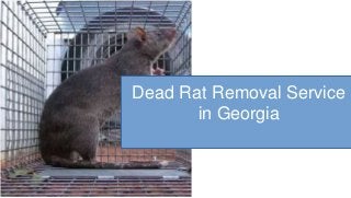 Dead Rat Removal Service
in Georgia
 