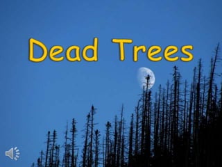 Dead trees (v.m.)