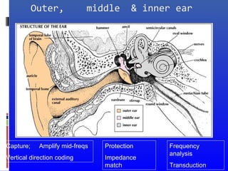 Protection
Impedance
match
Capture; Amplify mid-freqs
Vertical direction coding
Frequency
analysis
Transduction
Outer, middle & inner ear
 