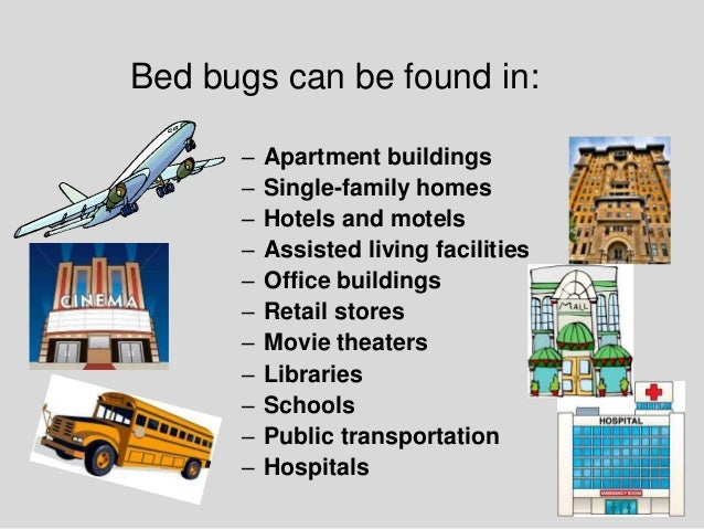 Apartment Building Has Bed Bugs plain apartment building has bed bugs a throughout decor Apartment Building Has Bed Bugs plain apartment building has bed bugs a throughout decor