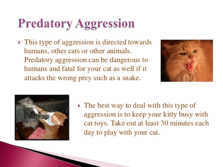 Dealing with an aggressive cat ppt (1)
