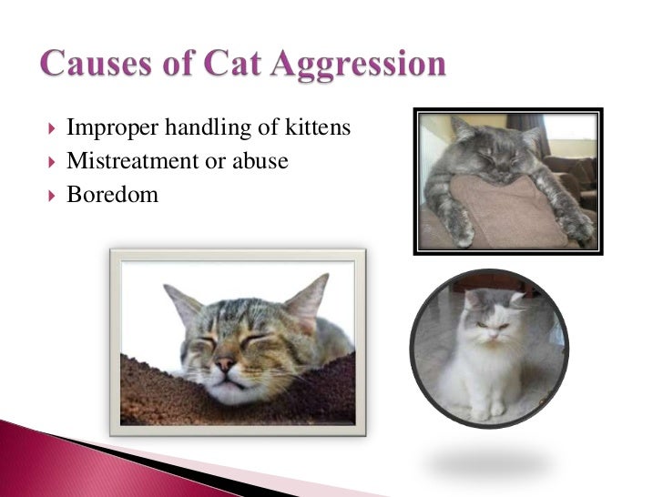 Dealing with an aggressive cat ppt (1)