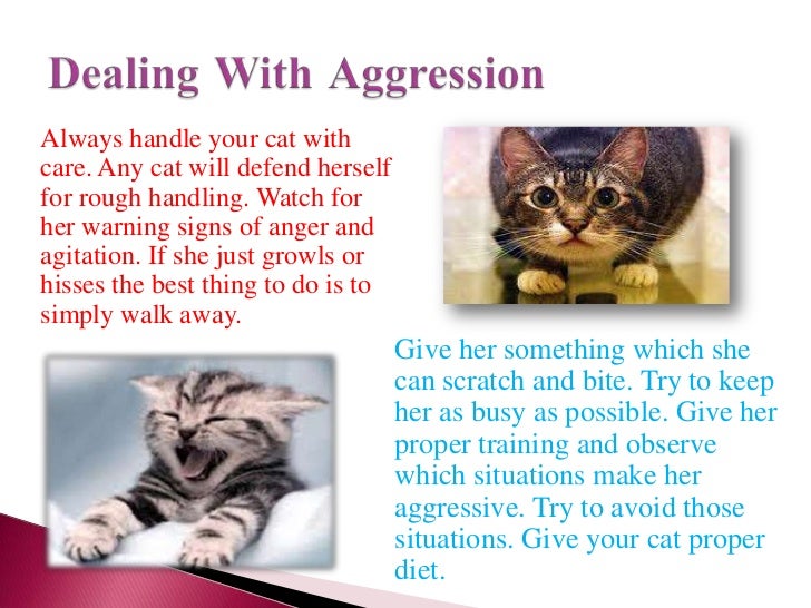 Dealing with an aggressive cat ppt (1)