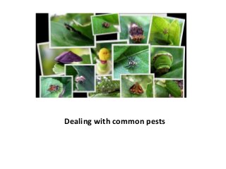 Dealing with common pests
 