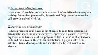 Putrescine and its functions;
It consists of ornithine amino acid as a result of ornithine decarboxylase
activity. Putrescine, produced by bacteria and fungi, contributes to the
cell growth and cell division.
Spermine and its functions;
Whose precursor amino acid is ornithine, is formed from spermidine
through the spermine synthase enzyme .Spermine is present in several
organisms and tissues, as it is a polyamine that is found in all eukaryotic
cells and has a role in the cellular metabolism. It plays a role in the
intestinal tissue developments and stabilizes the helical structure in
viruses
 