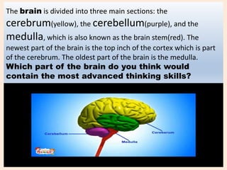 The brain is divided into three main sections: the
cerebrum(yellow), the cerebellum(purple), and the
medulla, which is also known as the brain stem(red). The
newest part of the brain is the top inch of the cortex which is part
of the cerebrum. The oldest part of the brain is the medulla.
Which part of the brain do you think would
contain the most advanced thinking skills?
 