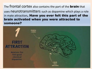 The frontal cortex also contains the part of the brain that
uses neurotransmitters such as dopamine which plays a role
in mate attraction. Have you ever felt this part of the
brain activated when you were attracted to
someone?
 