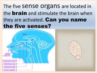 The five sense organs are located in
the brain and stimulate the brain when
they are activated. Can you name
the five senses?
 