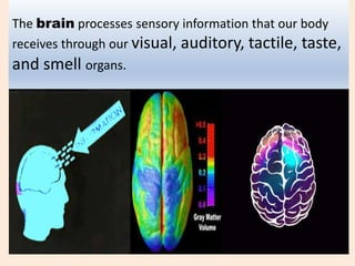 The brain processes sensory information that our body
receives through our visual, auditory, tactile, taste,
and smell organs.
 