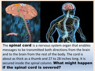The spinal cord is a nervous system organ that enables
messages to be transmitted both directions from the brain
and to the brain from the rest of the body. The cord is
about as thick as a thumb and 27 to 28 inches long. It is
secured inside the spinal column. What might happen
if the spinal cord is severed?
 