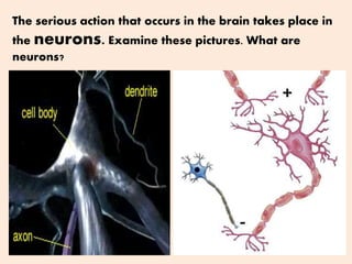 The serious action that occurs in the brain takes place in
the neurons. Examine these pictures. What are
neurons?
 