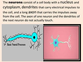 The neurons consist of a cell body with a nucleus and
cytoplasm, dendrites that carry electrical impulses to
the cell, and a long axon that carries the impulses away
from the cell. The axon of one neuron and the dendrites of
the next neuron do not actually touch.
 