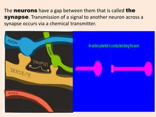 The neurons have a gap between them that is called the
synapse. Transmission of a signal to another neuron across a
synapse occurs via a chemical transmitter.
 