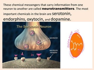 These chemical messengers that carry information from one
neuron to another are called neurotransmitters. The most
important chemicals in the brain are serotonin,
endorphins,oxytocin, and dopamine.
 