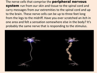 The nerve cells that comprise the peripheral nervous
system run from our skin and tissue to the spinal cord and
carry messages from our extremities to the spinal cord and up
to the brain. These nerve cells can be up to three feet long
from the legs to the midriff. Have you ever scratched an itch in
one area and felt a sensation somewhere else in the body? It’s
probably the same nerve that is responding to the stimulus.
 