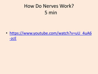 How Do Nerves Work?
5 min
• https://www.youtube.com/watch?v=uU_4uA6
-zcE
 