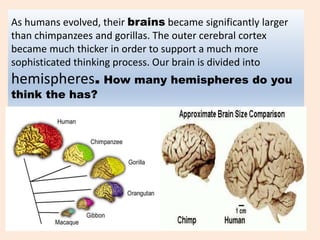 As humans evolved, their brains became significantly larger
than chimpanzees and gorillas. The outer cerebral cortex
became much thicker in order to support a much more
sophisticated thinking process. Our brain is divided into
hemispheres. How many hemispheres do you
think the has?
 