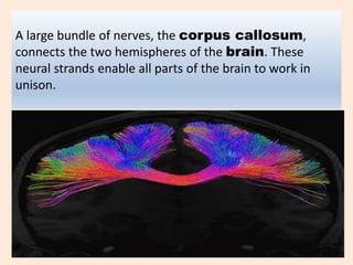A large bundle of nerves, the corpus callosum,
connects the two hemispheres of the brain. These
neural strands enable all parts of the brain to work in
unison.
 