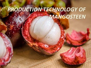 PRODUCTION TECHNOLOGY OF
MANGOSTEEN
PRODUCTION TECHNOLOGY OF
MANGOSTEEN
 